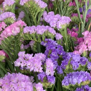 Статица Родники  Родники