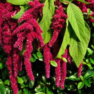 Амарант хвостатый Родники  Родники