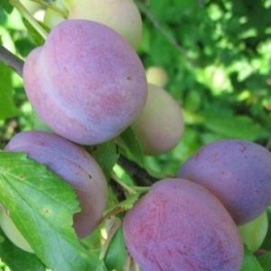 Слива Красавица ЦГЛ (домашняя) ЗКС Родники  Родники