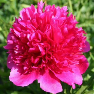 Пион Мени Хеппи Ретурнс Родники  Родники