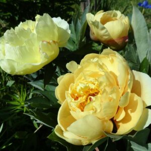 Пион Гарден Треже Родники  Родники