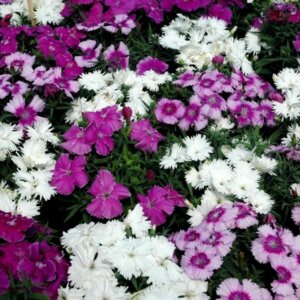 Гвоздика "Диана Лавендина Микс" Родники  Родники