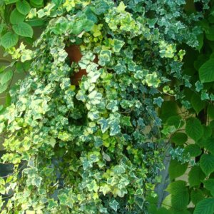 Плющ обыкновенный Родники  Родники