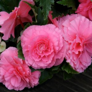 Бегония клубневая Мокка Пинк Шейдс Родники  Родники