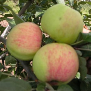  Родники
