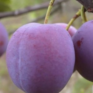 Слива Нарочь (домашняя) ЗКС Родники  Родники