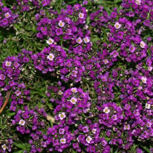 Алиссум (лобулярия) Виолет Родники  Родники