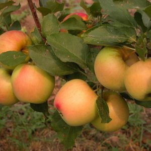  Родники