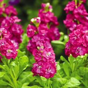 Маттиола Синдерелла Хот Пинк Родники  Родники