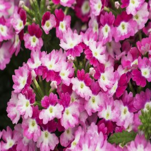 Вербена Hurricane Pink Родники  Родники