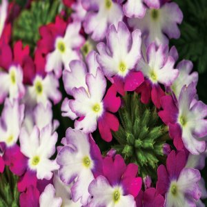 Вербена Hurricane Purple Blue Родники  Родники