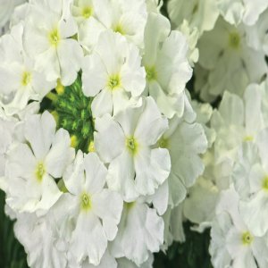 Вербена Estrella White Родники  Родники