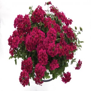 Вербена Estrella Merlot Родники  Родники