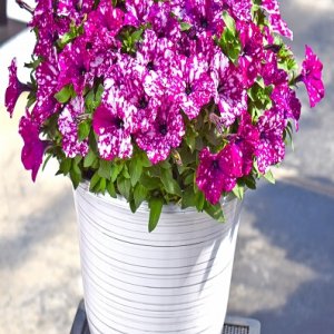 Петуния Discoball Purple Родники  Родники