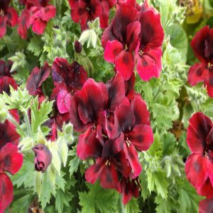 Пеларгония Королевская Бордовая Родники  Родники