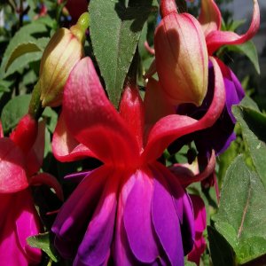 Фуксия Доллар Принцесс Родники  Родники