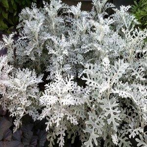 Цинерария Родники  Родники