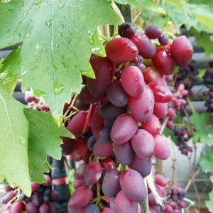  Родники