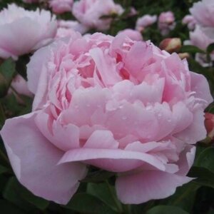 Пион Ла Перле (жемчужина) Родники  Родники