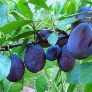 Слива Пердригон фиолетовый (домашняя) ОКС Родники  Родники