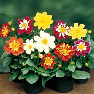 Георгина Арлекин в ассортименте Родники  Родники