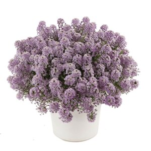 Алиссум (лобулярия) Виолет Стрим Родники  Родники