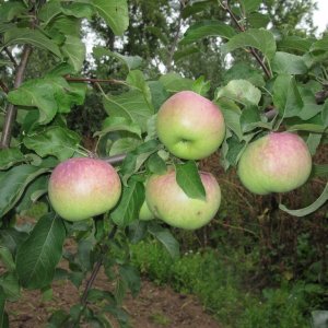  Родники