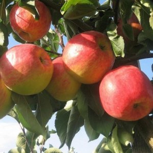 Яблоня Мантет ЗКС Родники  Родники