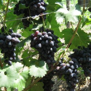 Виноград Забава Родники  Родники