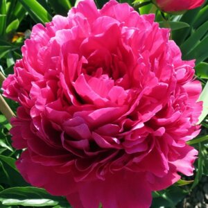 Пион Феликс Сюприм Родники  Родники