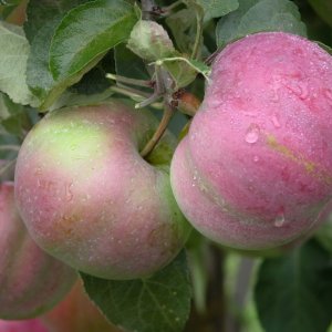  Родники