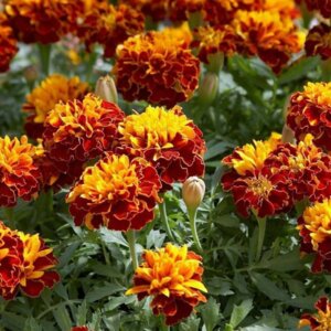 Бархатцы Гармония Родники  Родники