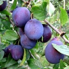 Родники