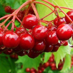 Калина Сельга Родники  Родники