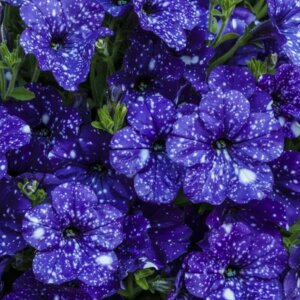 Петуния Constellation Virgo Родники  Родники