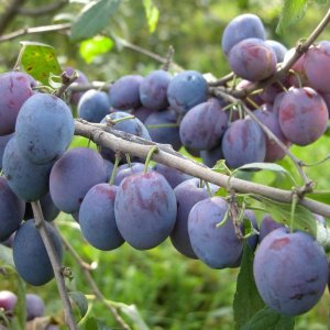  Родники