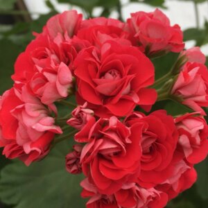 Пеларгония Розебудная Красная Родники  Родники