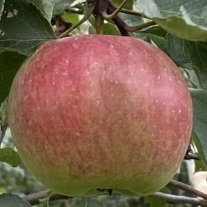  Родники