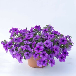 Петуния Titan Giant Lavender Родники  Родники