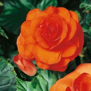 Бегония клубневая оранжевая Родники  Родники