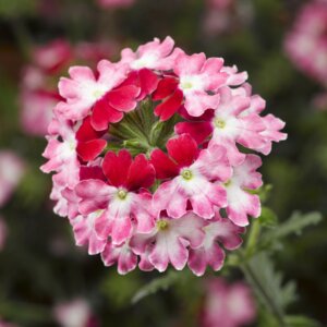 Вербена Драмс Ред Шадес Родники  Родники