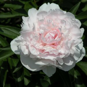 Пион Соланж Родники  Родники