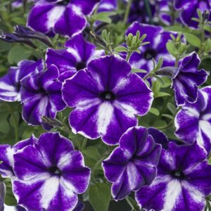 Петуния Designer Inksplash  Родники  Родники