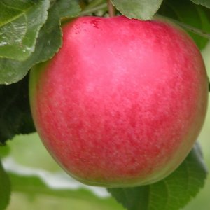  Родники