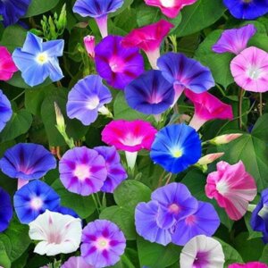 Ипомея Родники  Родники