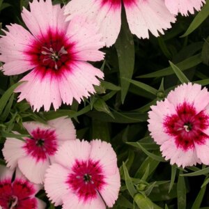 Гвоздика китайская "Диана Парпл Сентеред Вайт" Родники  Родники