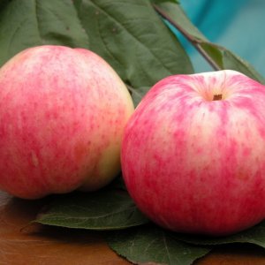 Родники