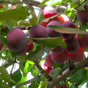 Слива Евразия 21 (домашняя) ОКС Родники  Родники