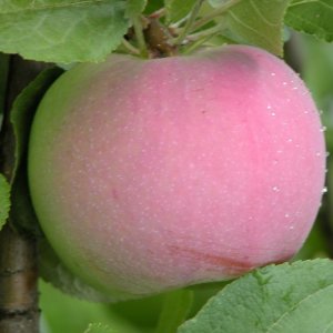  Родники
