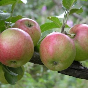  Родники